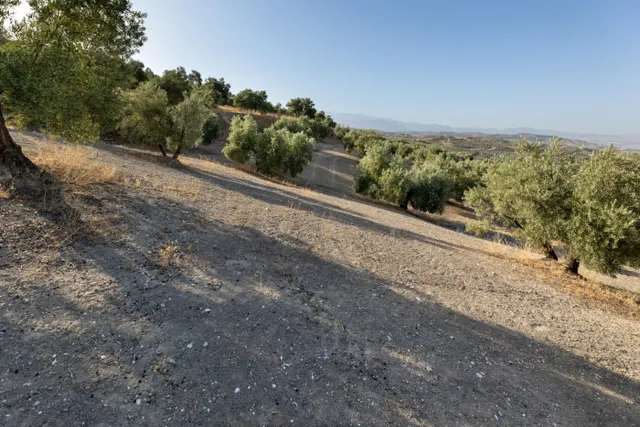 Terreno rural en venta - Alfacar — 20
