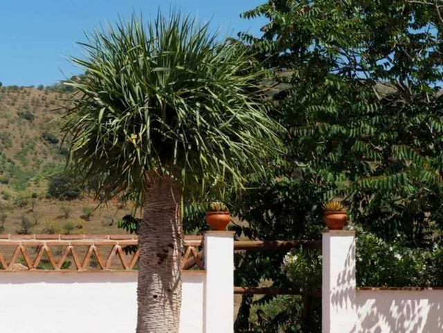 Finca rústica 2 habitaciones 125m² en venta - South of spain — 6