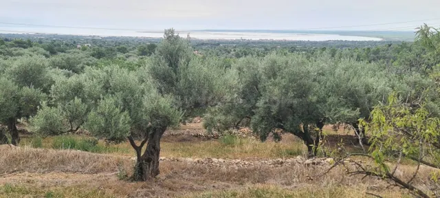 Finca Rústica de 41.000 M2 con caseta de 40 M2 a rehabilitar - foto 4