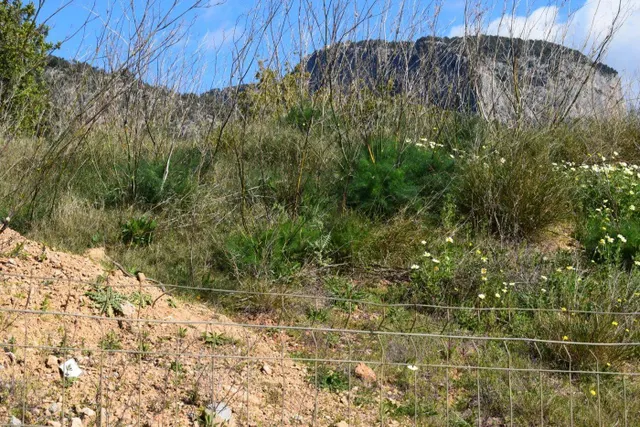 Parcela para construir dos viviendas unifamiliares en Alaró — 2