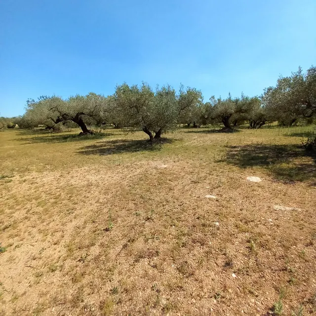 Casa de campo y olivar ecológico certificado. — 5