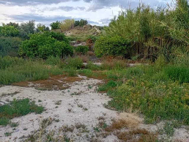 Terreno en la Algaida Archena — 8