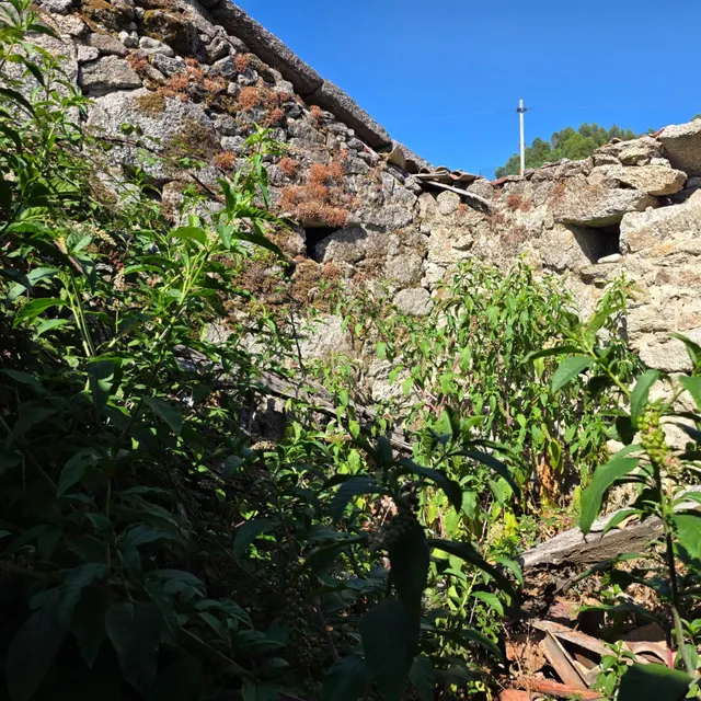 Casa de Piedra gallega para reformar — 7