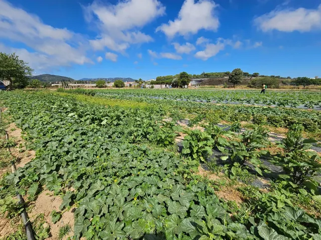 Terreno agricola en venta en Malgrat de Mar — 18