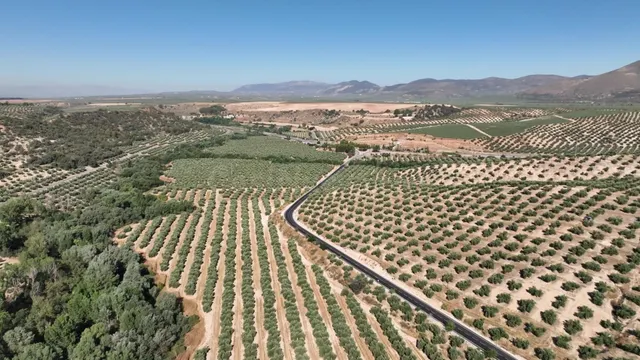 OLIVAR DE 30 HA JUNTO A GRANADA: ALTA PRODUCTIVIDAD Y DERECH - foto 4