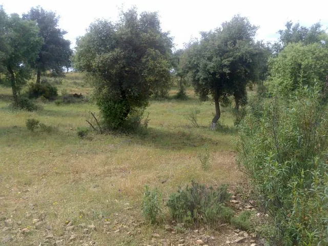 ESPECTACULAR FINCA RÚSTICA 200 HECTÁREAS PARA AGRICOLA, GANADERO, FORESTAL, CAZA EN VALVERDE HUELVA — 13
