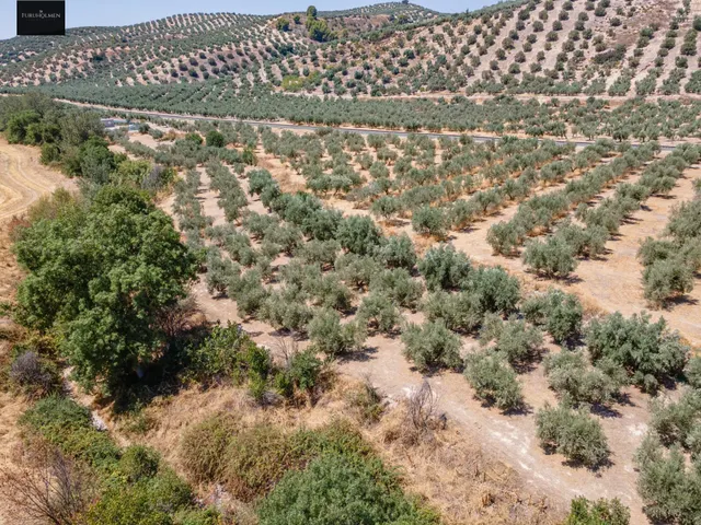 GRAN OPORTUNIDAD !!!! OLIVAR EN VENTA..... — 8