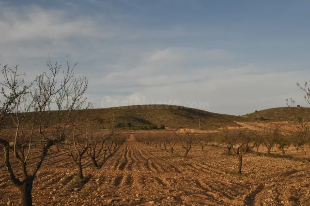 Parcela en venta - Abanilla
