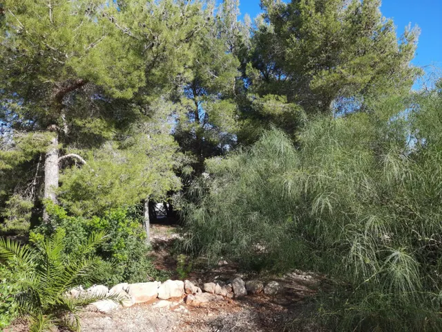 Parcela en zona Corral de calafat — 19