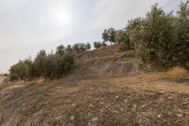 Olivar en venta - JAYENA — 25