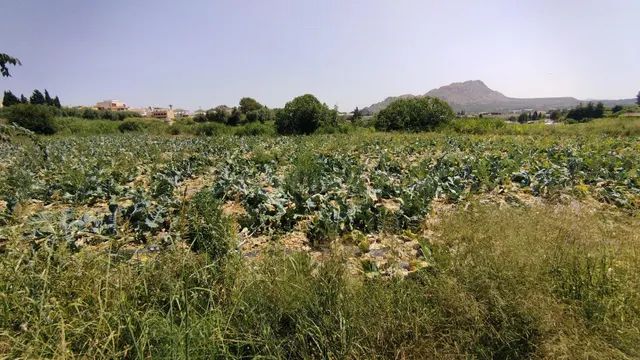 Parcela en venta - Calasparra centro