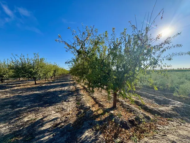 TERRENO RÚSTICO EN VENTA EN CHAUCHINA – 3.146 m2 CON POZO Y construcciones — 6