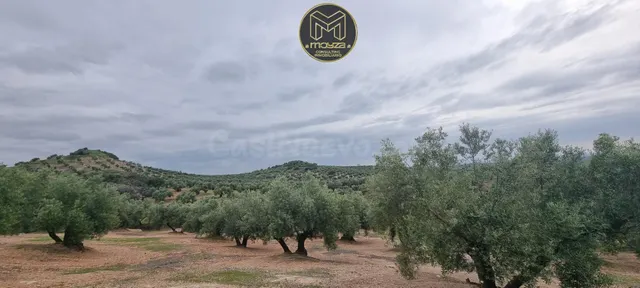 TERRENO EN TORREDONJIMENO - foto 2
