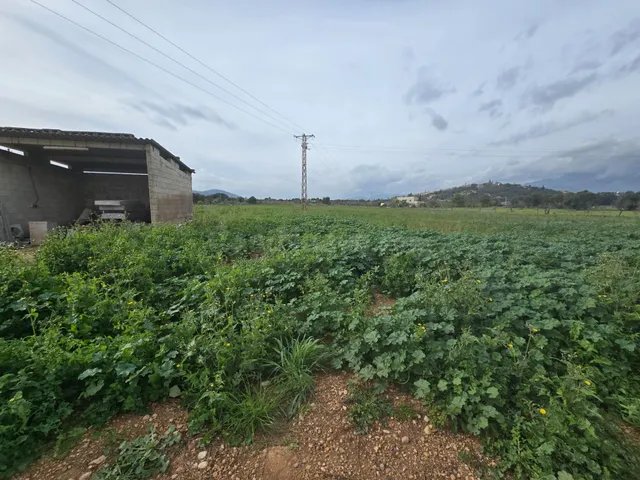 Encantadora Finca Rústica en Búger con agua propia y luz - foto 2