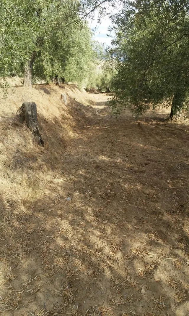 FINCA RUSTICA EN CHERIN - foto 4