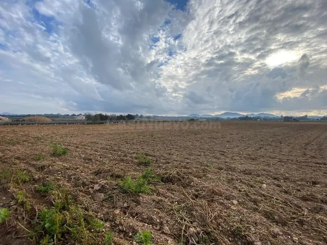 Finca rústica edificable en Manacor - foto 4