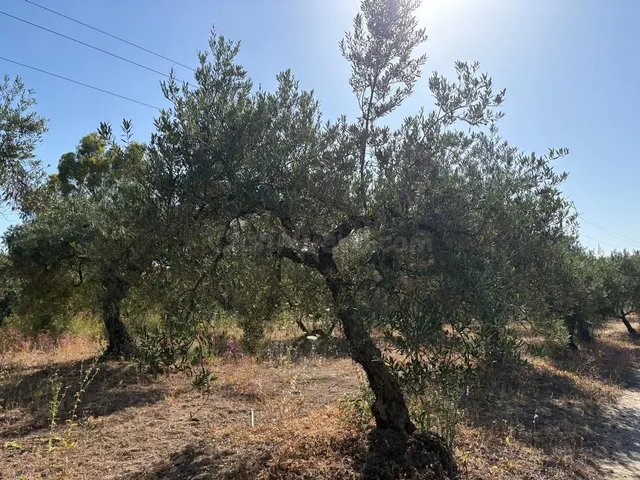 Finca rústica de olivar - foto 3