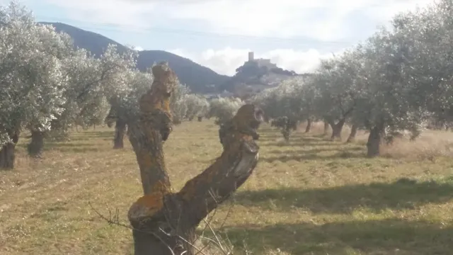 Finca rústica en producción!! Con posibilidad de construir!! — 9