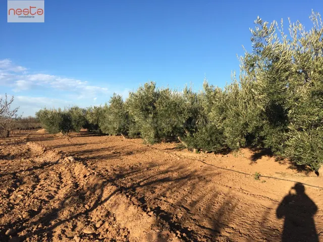 FINCA EN PRODUCCION Y 2 VIVIENDAS - foto 2