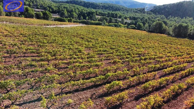 EN VENTA FINCA DE VIÑEDOS EN COFRENTES DE 209 HECTAREAS — 12