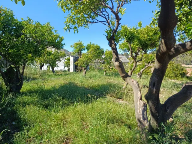 PARCELA DE TERRENO CON CASA CONSTRUIDA Y ARBOLES FRUTALES — 8