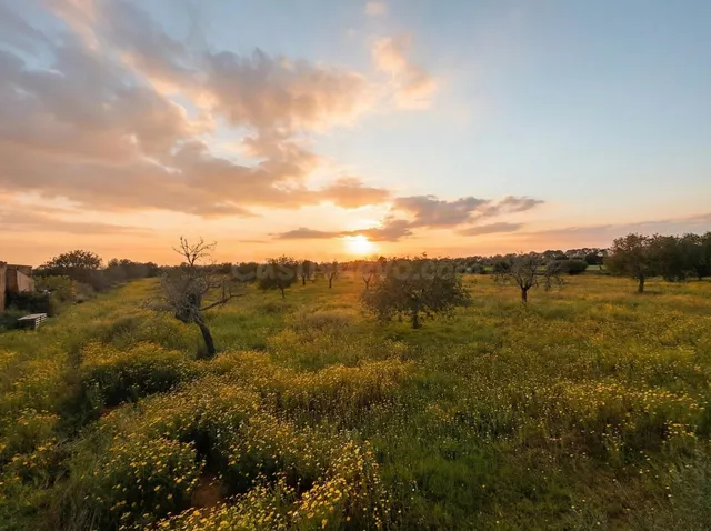 FINCA RUSTICA EN LLUCMAJOR - CALA PI - foto 2