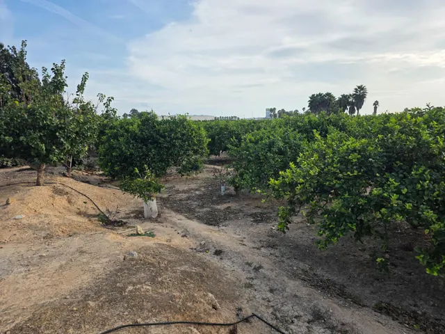 Espectacular finca rústica con proyecto de construcción y licencia en Los Montesinos — 30