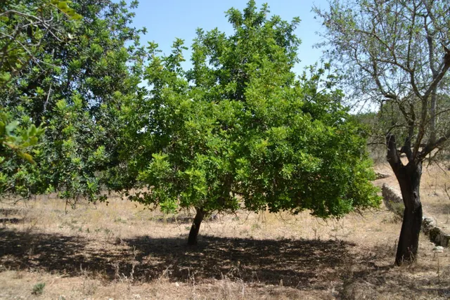 Finca rústica en Campanet — 6