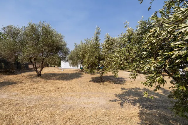 Encanto rústico con casita y olivos en Moraleja de Zafayona — 39