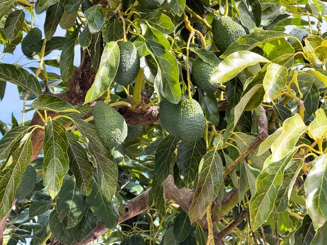 Finca rústica de AGUACATES con CONTRUCCIÓN de 37 m2 en Los Guájares (Faragüit) — 38