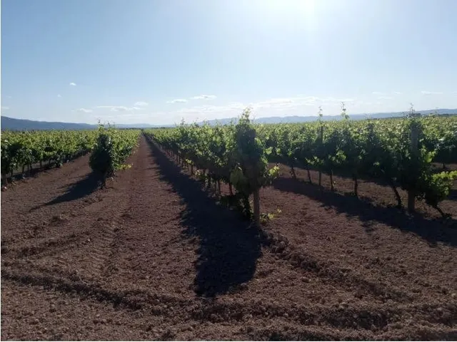CASTELLÓ DE RUGAT (VALENCIA) - GRAN PARCELA - SE VENDE — 4