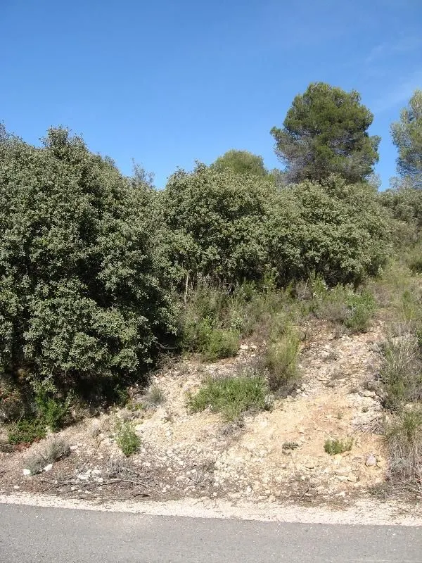 PARCELA EN NUEVA SIERRA, ALBALATE DE ZORITA