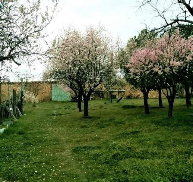 TAPIAS BELLIDO VENDE  PARCELA  EN SEGOVIA CON VISTAS AL ALCÁZAR. — 2