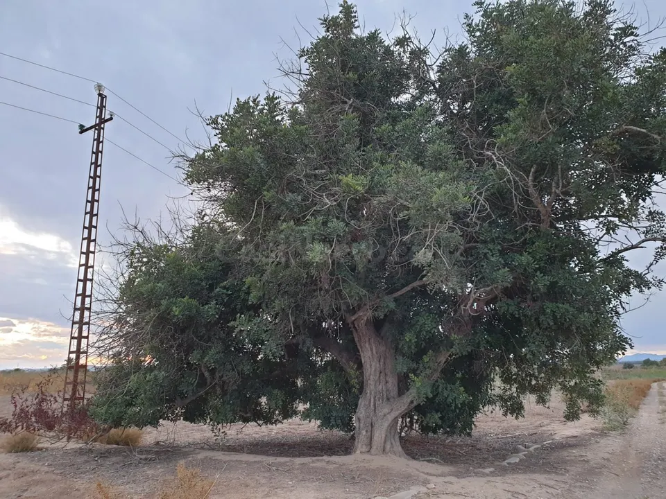 TERRENO EN EL MOLAR ( ZONA LA MARINA )