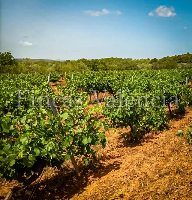 BODEGA DE AUTOR EN PRODUCCIÓN. CASI 6 HECTAREAS DE VIÑEDOS — 3