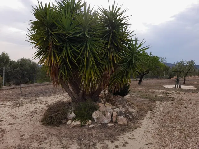 OPORTUNIDAD CASA RUSTICA EN FINCA DE 0,7 HAS.CON VIVIENDA EN SU INTERIOR, PISCINA Y ALMACENES EN MORA LA NOVA — 31