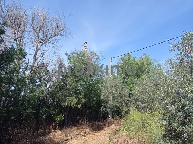 OLIVAR EN PRODUCCIÓN CON POSIBILIDAD DE CONSTRUIR VIVIENDA — 6