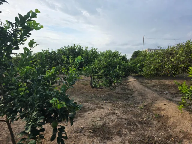 Espectacular finca rústica con proyecto de construcción y licencia en Los Montesinos — 31