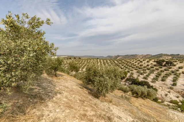 Olivar en venta - JAYENA — 21