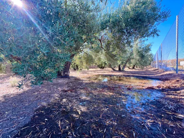 ALBOLOTE - PANTANO CUBILLAS — 32