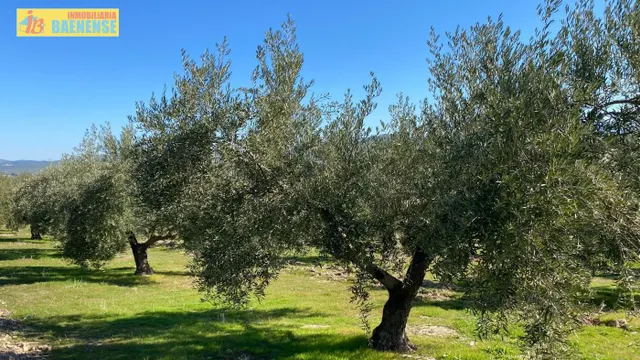 Buen olivar a pie de carretera. — 11