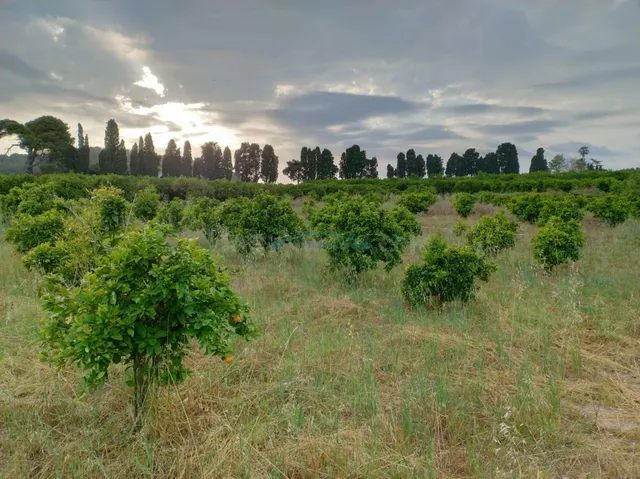 Terreno agrícola en venta – 13.013 m2 con cultivo de naranjo - foto 3