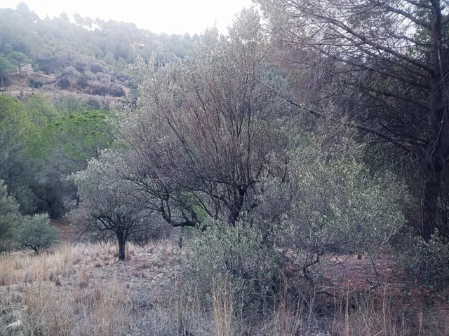 terreno Agrario — 9