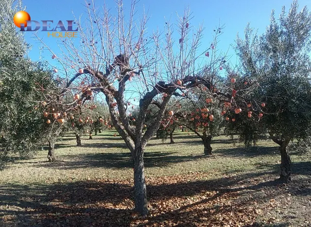 OLIVAR EN LA ZUBIA DE 3.597 M2 — 6