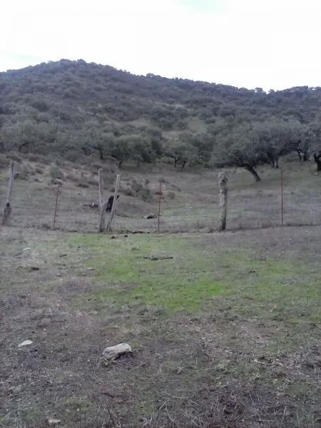 DEHESA 160 Has, GANADERA SIERRA DE HUELVA