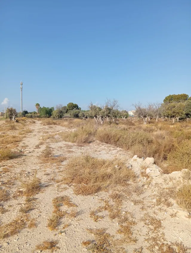 Terreno rural cultivable cerca del pueblo de Mutxamel — 2
