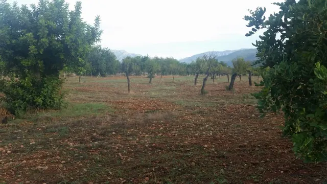 Parcela en bunyola con proyecto de construcción — 6