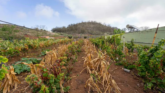 Terreno urbano en Tacoronte. — 16