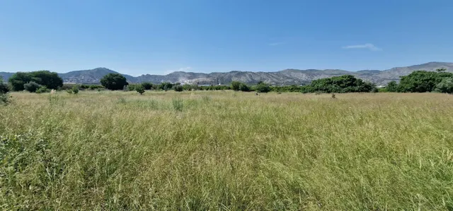 Huerto a un paso de Castellón - foto 5