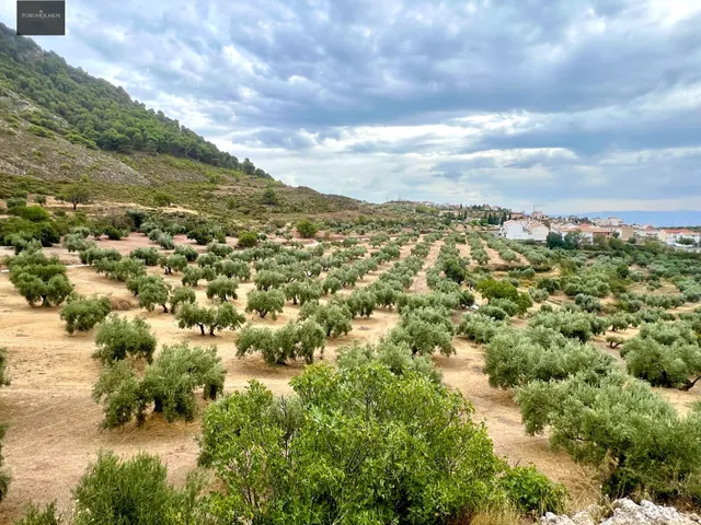 NIVAR - FINCA DE OLIVOS - foto 2